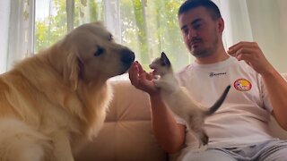 The first attempts to make friends a Dog and a Kitten