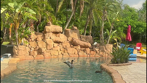 Mallard Ducks Have Fun Dipping & Sipping In Florida Pool