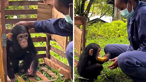2-year-old chimp rescued after traumatizing experience