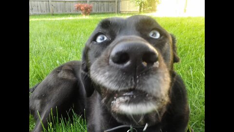 Blu doggie from a few years ago. RIP good girl.