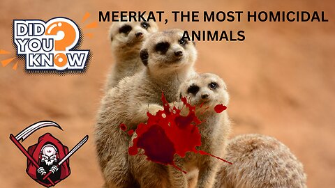 Interesting facts about Meerkat