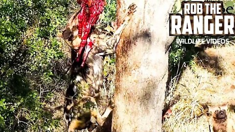 African Painted Dogs Try To Take Leopard's Nyala From A Tree! | Rare Wildlife Interaction