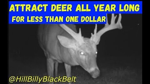 Deer Food Plot Last ALL Year Long for Less Than $1 #deerhunting #foodplots #diy #howto