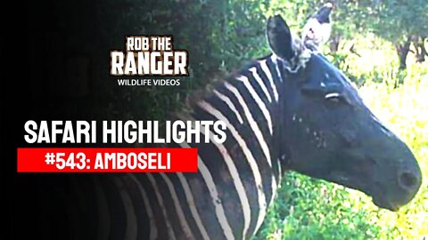 Safari Highlights #543: 03 & 04 March 2020 | Amboseli/Zebra Plains | Latest Wildlife Sightings
