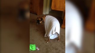 Boxer Dog Betrayed By A Tshirt