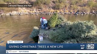 The BULLetin Board: Giving Christmas trees a new life