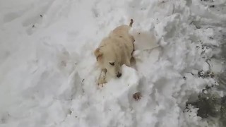 Dog ecstatic about first snow experience