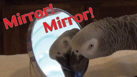 Parrot gazes adoringly at himself in a mirror