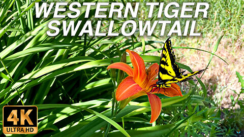 Western Tiger Swallowtail [4K Ultra HD]