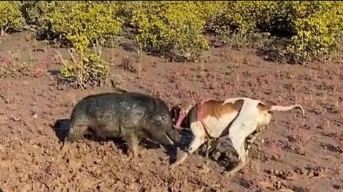 Hogs dogs hunting | Soor ka shikar | pig hunting with dogs 2023 new season.