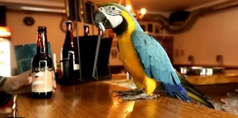 Funny parrot opens beer bottles and palying