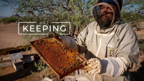 The Food Supply Chain Runs on Bee Keeping | PARAGRAPHIC