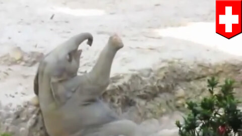 Baby elephant falls, is saved by parents in adorable act caught on video at Zurich zoo - TomoNews