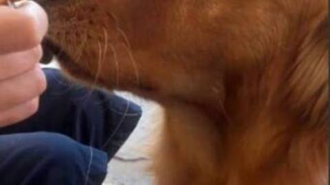 This dog loves his ice cream so much