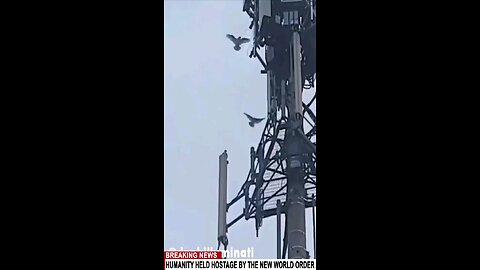 5G KILLING MILLIONS OF BIRDS WORLD WIDE ...