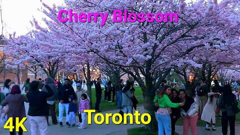 【4K】🌸 Cherry Blossom 🌸 Downtown Toronto Canada 🇨🇦
