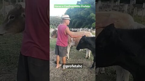 Boi levantando a pata, só alisar - Haras e Confinamento Profeta