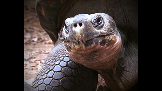 Piano Concert For Tortoises