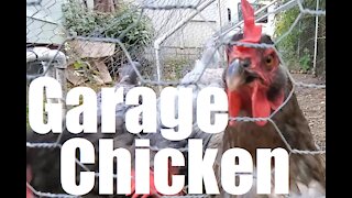 Being Haive & Garage Chicken
