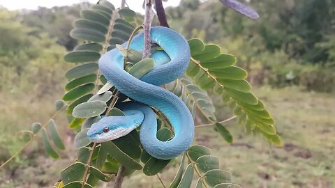 Are BLUE VIPER SNAKES Real? #snakes #viper #snakevideo #funnyanimals #bluesnake