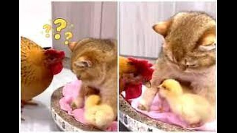 The hen thinks the kitty may have taken the eggs!