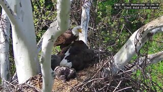 USS Eagles - Mom takes over feeding