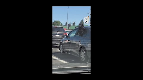 This beautiful Dog is enjoying his ride in this beautiful weather!!!