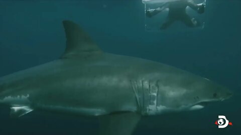 great white shark smashes through dive cage