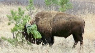 Buffalo Uses a Tree to Scratch Its Head