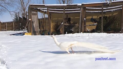 White Peacock In Spring Snow, Peacock Minute, peafowl.com