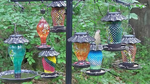 A variety of birds on the new LujiiGarden bird feeder cam 8/1/2023