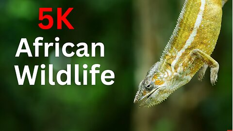 5K African Wildlife | African Nature