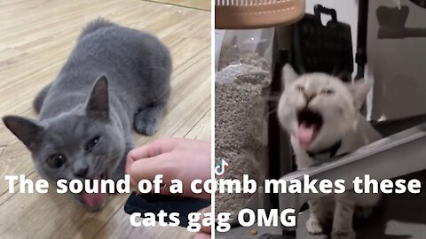 Cats gag when hearing comb scratching sound
