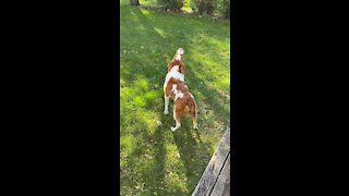 My dog howling at the tornado sirens during the monthly test