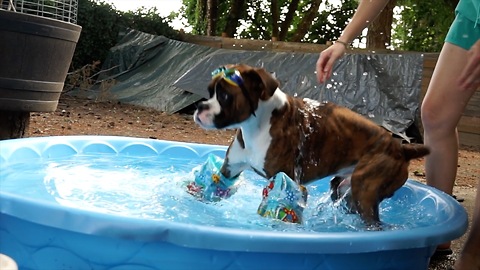 Boxer dog throws an epic pool party