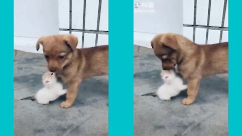 kitten thinks the dog is his mother