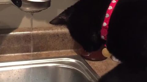 Cat super intrigued by running faucet water