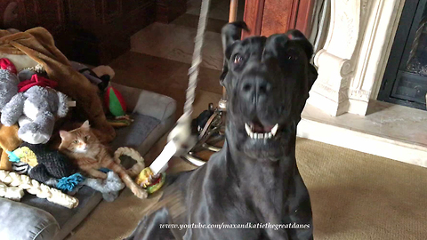 Funny Great Dane and Cat Play with Squeaky Toy Together ~ Dog Floss