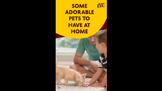 Top 4 Best Pets To Have At Home *