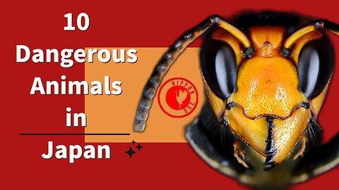 10 Dangerous Animals in Japan you should worry about