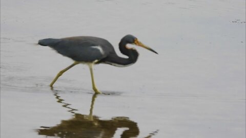 Tricolored Heron Hunting in Shallow Waters Reacts to Man’s Sneeze
