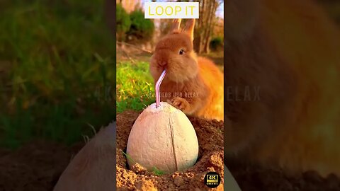 4K Rabbit Animal Ultra HD - rabbit | ultimate wild animals collection in 4k ultra hd / 4k tv