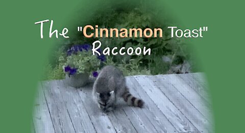 RACCOON Loves Cinnamon Toast