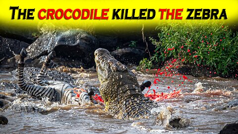 The Crocodile Killed the Zebra || Crocodile vs Zebra || Crocodile Attack