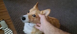 Corgi keeps me company