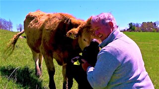 Mother cow & newborn calf happily greet visitor in their meadow