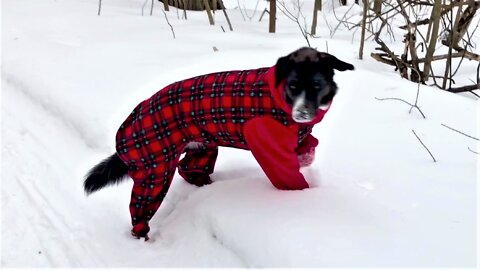 Dog with heart condition models new winter outfit