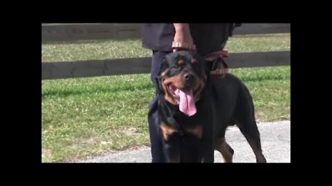 The Power of Rottweilers