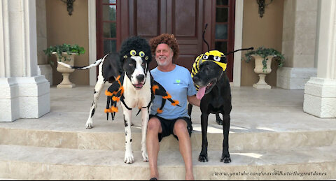 Artist In Bob Ross Wig Laughs And Loves On Great Danes In Halloween Costumes