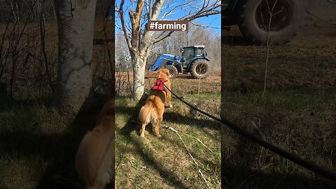 My Morning #farming commute #goldenretrievers #pei